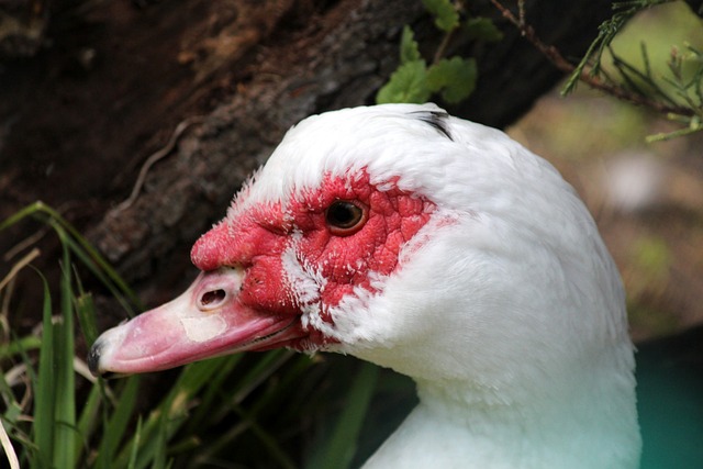 兵一事作出 兵一事作出