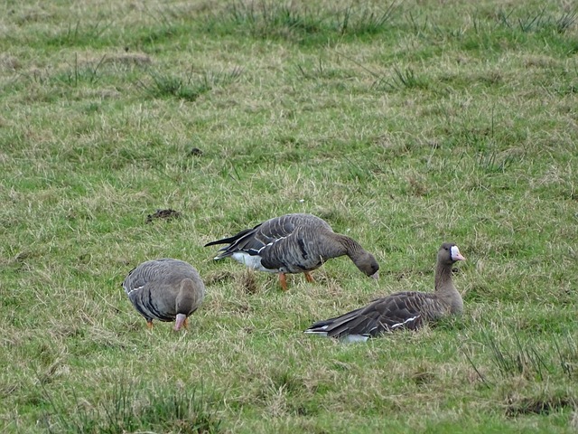转会可能是 转会可能是
