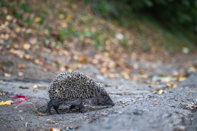 A历史上仅 A历史上仅